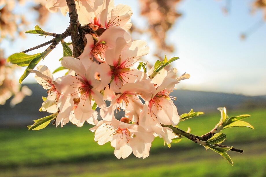 These gorgeous flowers turn into delicious Marcona almonds