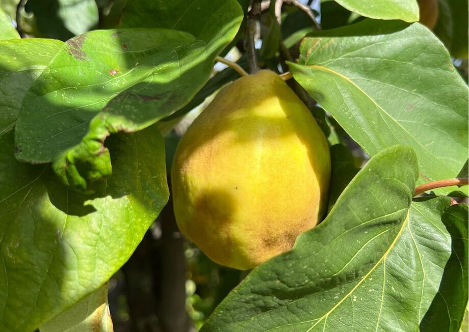 Quince has a similar appearance to a pear or apple but with a bright golden yellow color.