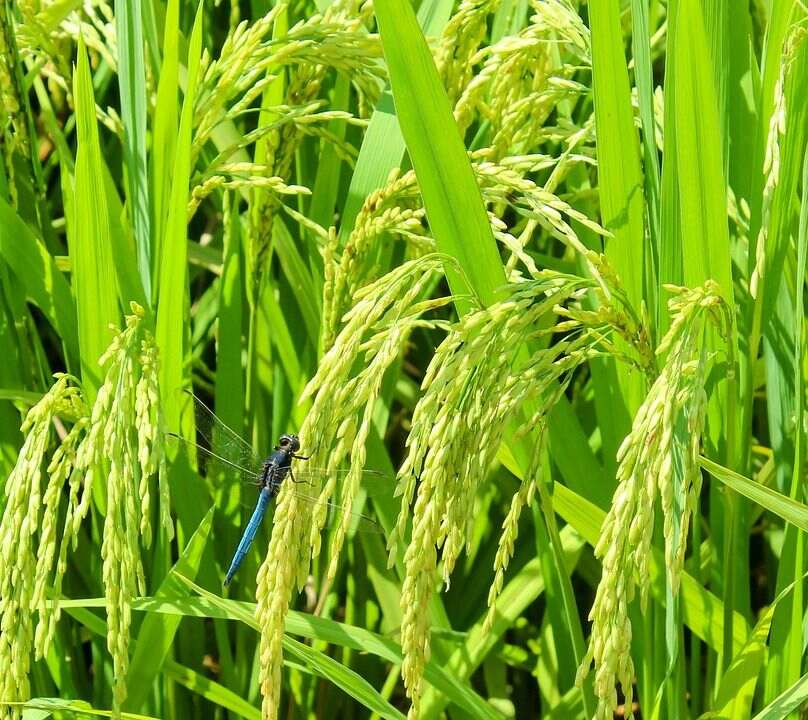 Insect on the green plant.