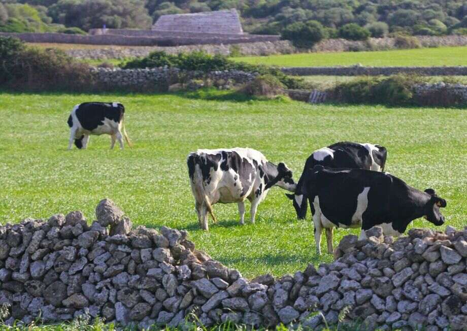 Deliart Mahon cheese produced with pasteurized or unpasteurized cow’s milk from the dairy cows of Menorca in the Balearic Islands.
