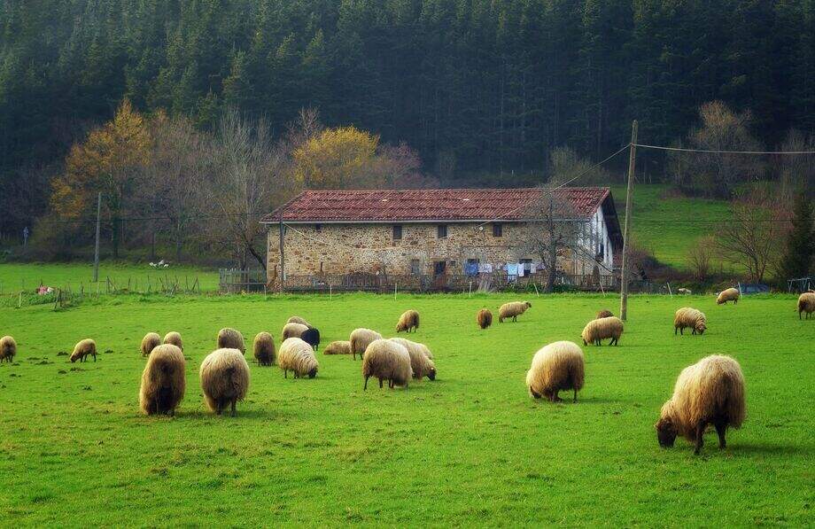 Latxa Sheeps grazing outdoor in Idiazabal area (Basque Country, Northern Spain)
