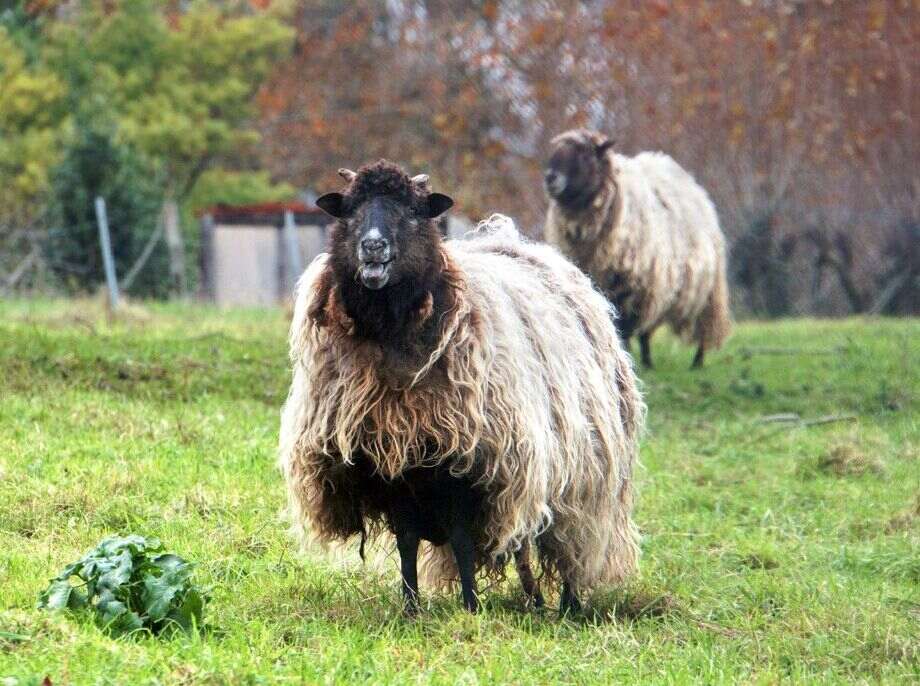 Idiazabal cheese is made from unpasteurized Laxta and/or Carranza sheep's milk