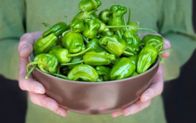 Padron peppers from Spain