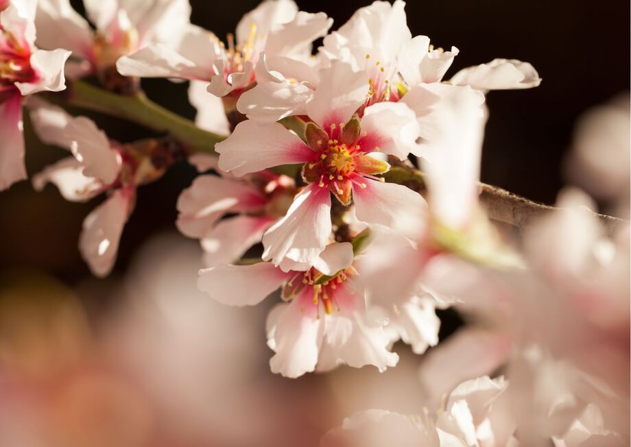 Incredible transformation of these beautiful flowers into mouthwatering almonds.
