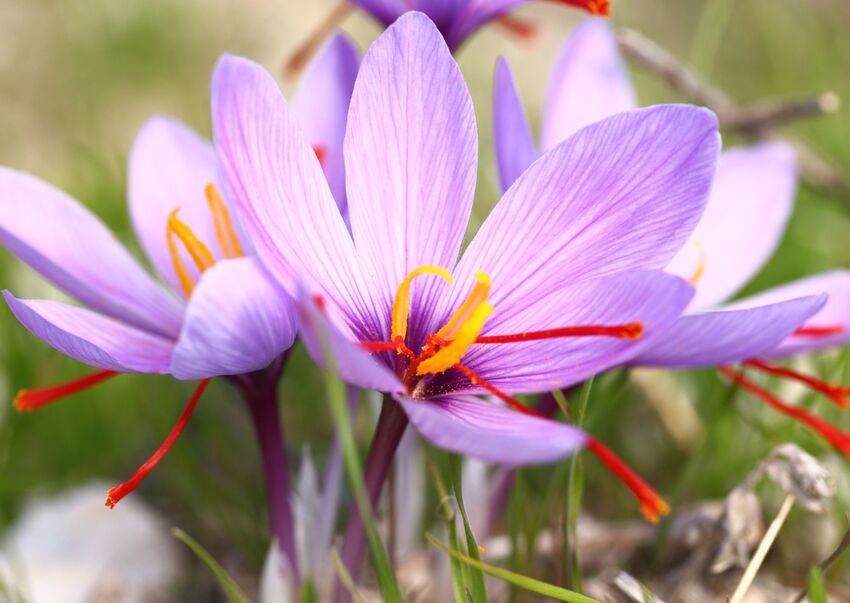 Saffron is derived from the crocus flower's stigmas, a plant native to the Mediterranean.