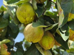 Quince is a fleshy fruit, bright yellow and golden when ripe, and green when unripe.