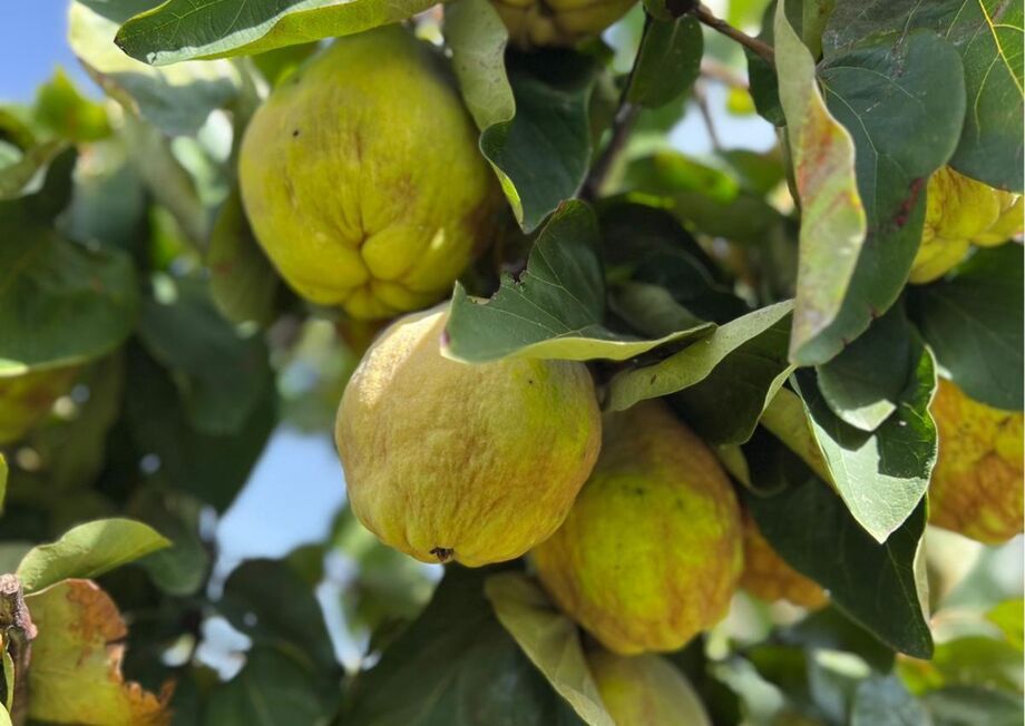Quince is a fleshy fruit, bright yellow and golden when ripe, and green when unripe.