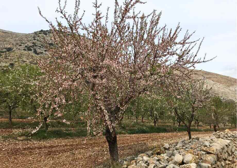 Without the deep commitment of dedicated farmers, this exceptional almond variety could be lost.