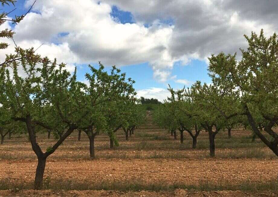 The cultivation of Marcona almonds exemplifies how heritage farming aligns with sustainability.