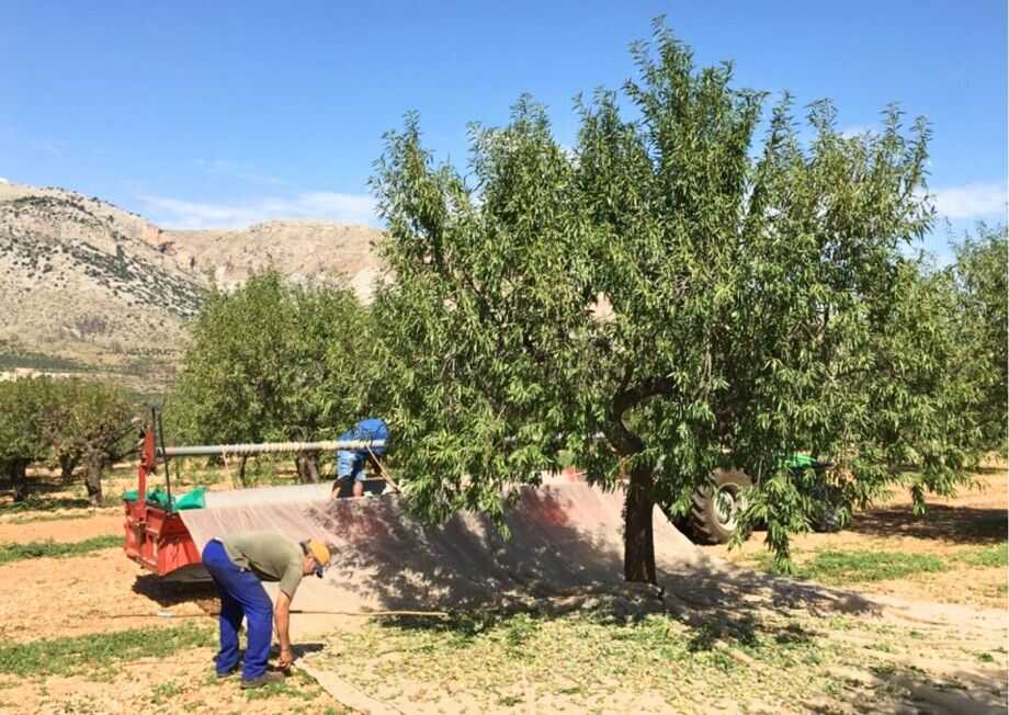 Preserving the tradition of Marcona almonds cultivation.