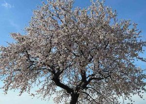 Marcona almonds cultivation